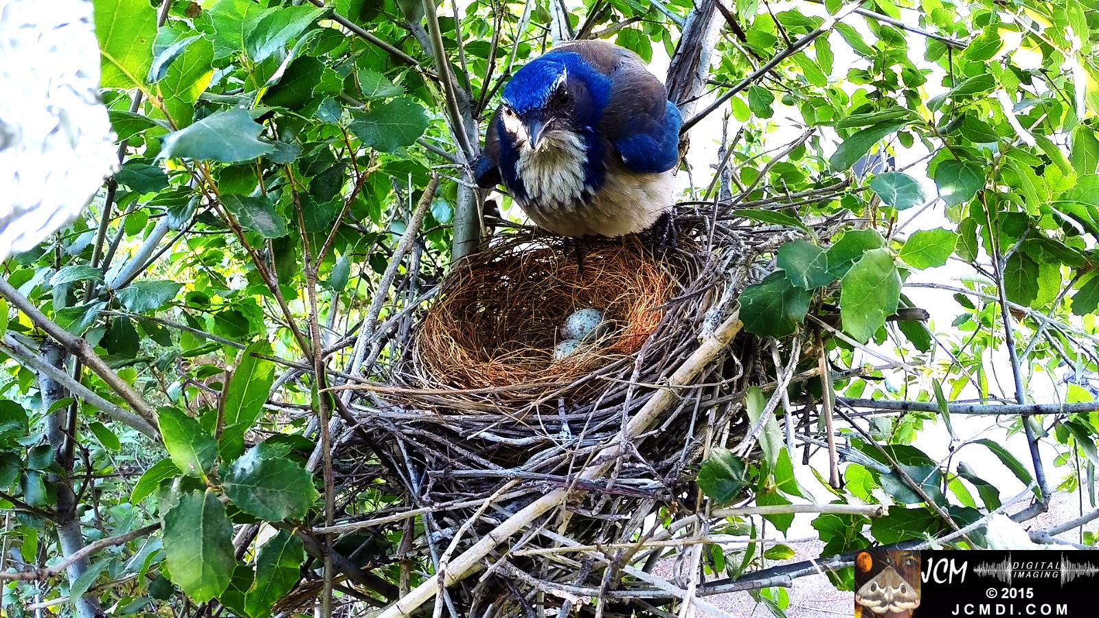 Scrub Jay nest and activity GoPro Hero3+ Black 3-3132015 Santa Clarita JCMDI.COM